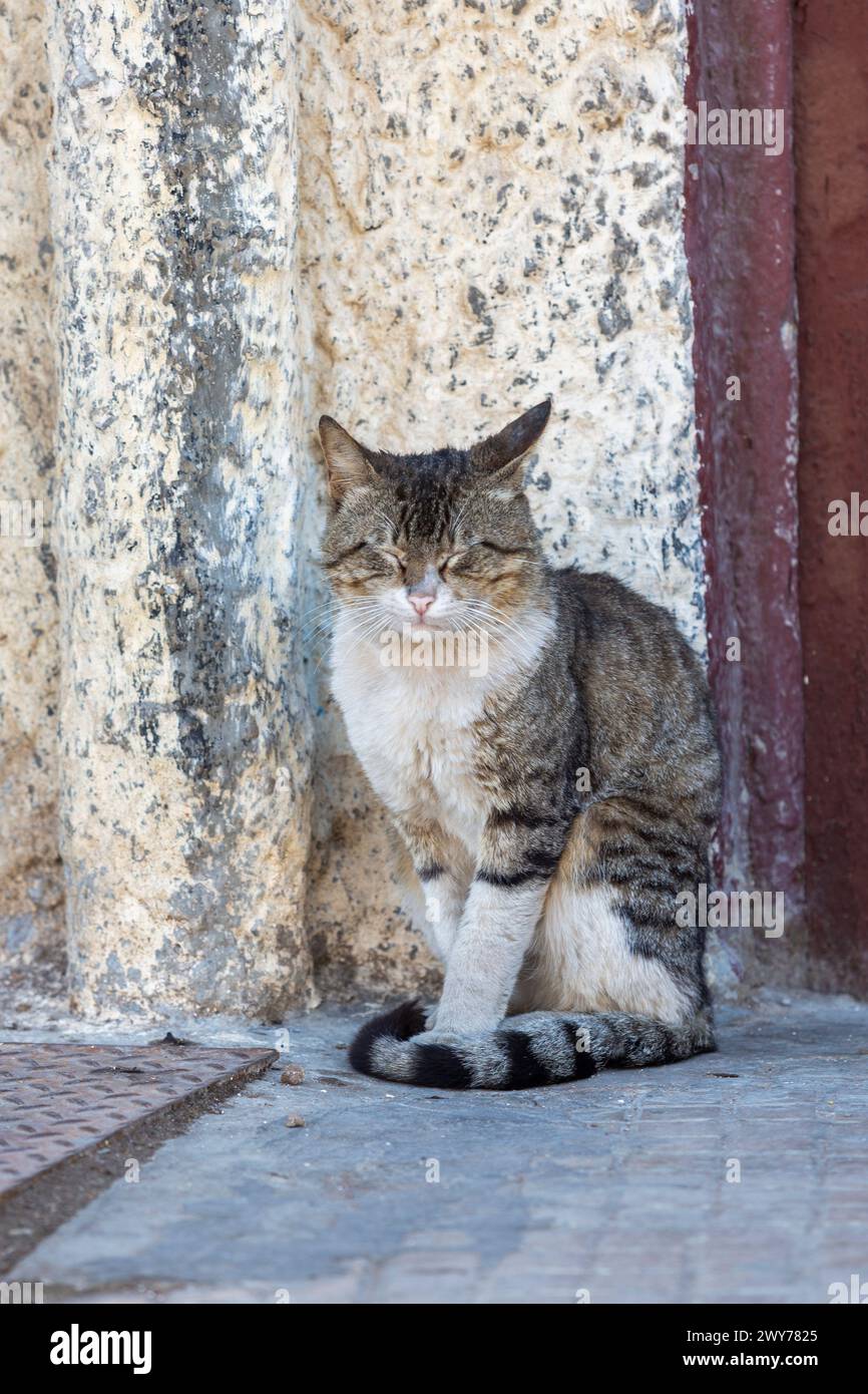 A scruffy stray cat with a squinted expression sits beside a weathered wall in a narrow city alleyway Stock Photo
