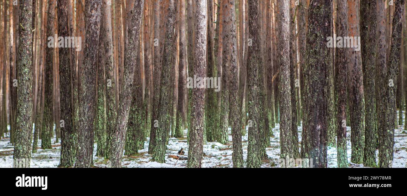 Interior of a snowy pine forest in the Sierra de Gredos. Hoyos del Espino, Avila, Spain Stock Photo