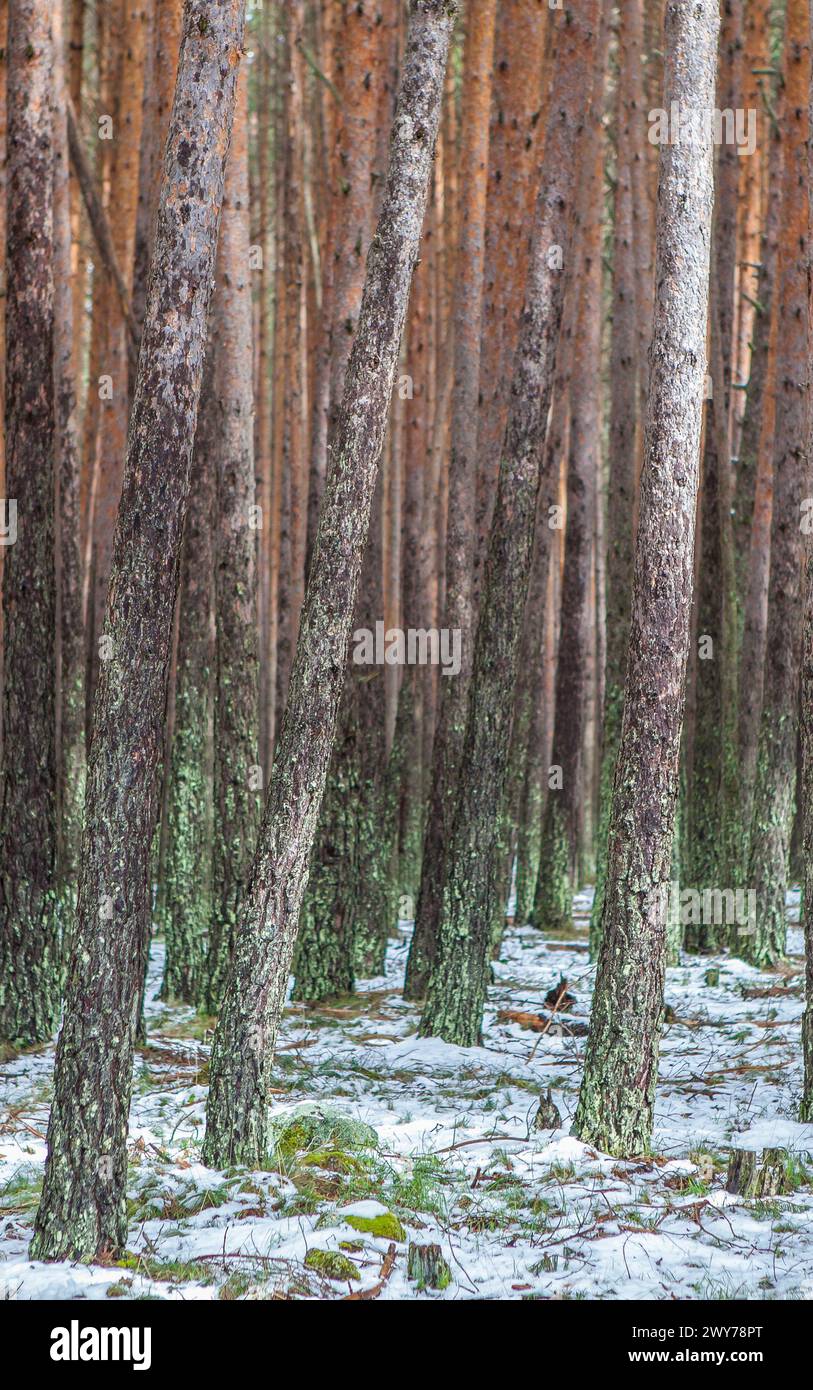 Interior of a snowy pine forest in the Sierra de Gredos. Hoyos del Espino, Avila, Spain Stock Photo