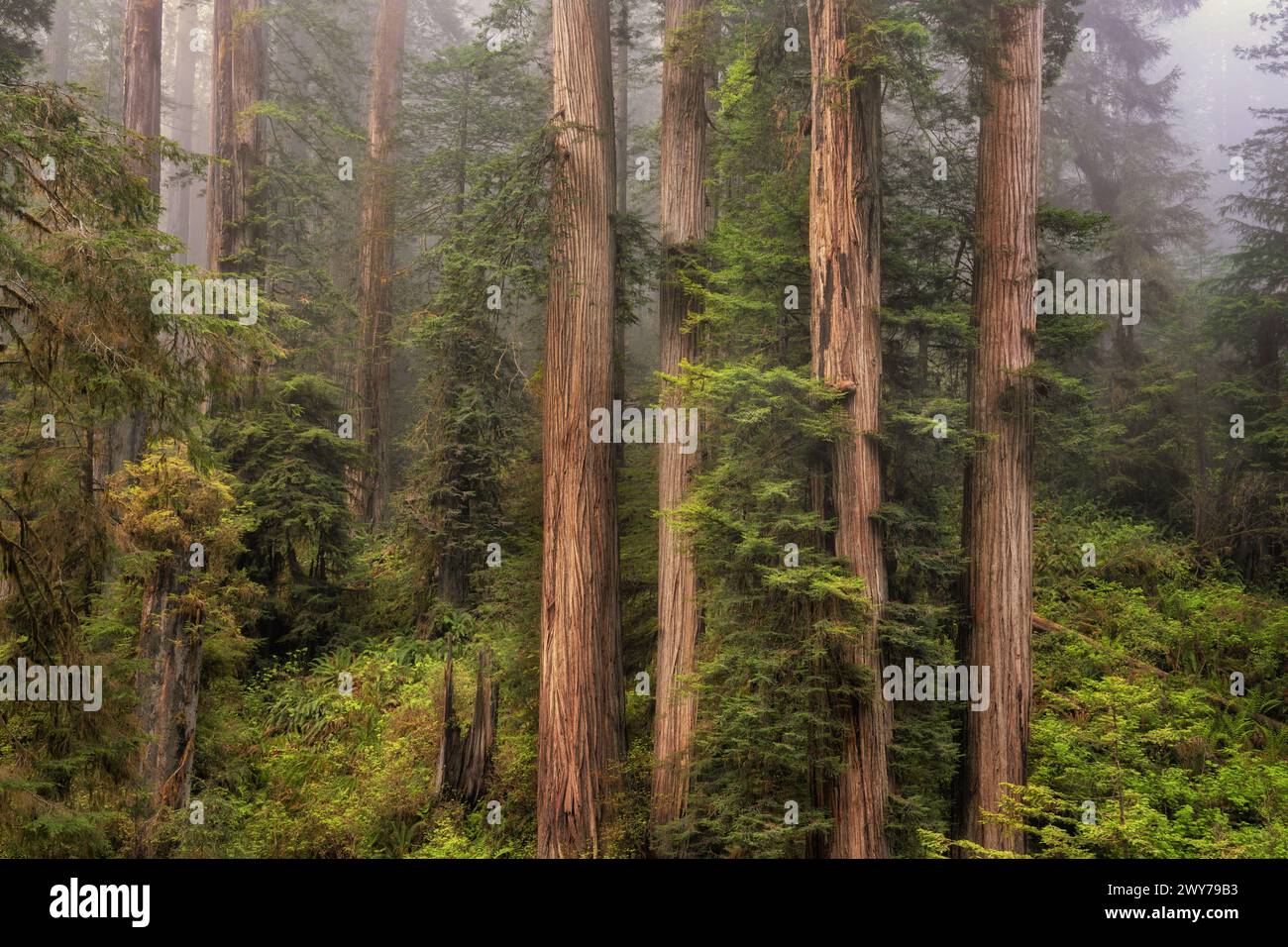 Towering coastal redwood trees rise up over 300 feet in the spring fog among California's Jedediah Smith Redwoods State Park and Redwood National Park Stock Photo