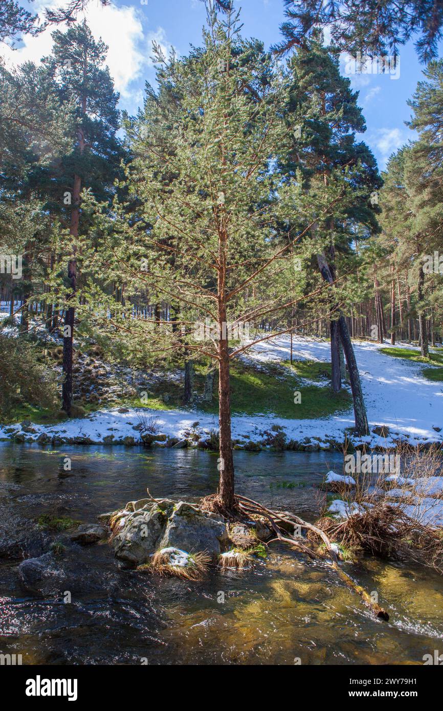 Young scotch pine in the middle of Tormes River Course, Sierra de Gredos. Hoyos del Espino, Avila, Castile and Leon, Spain Stock Photo