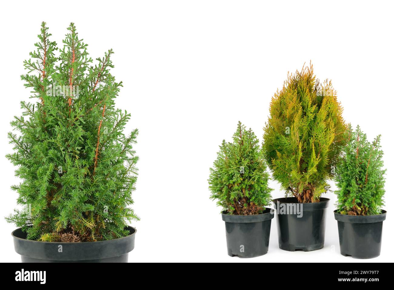 Thuja garden bush and cypress in a pots isolated on white background. There is free space for text. Collage. Stock Photo