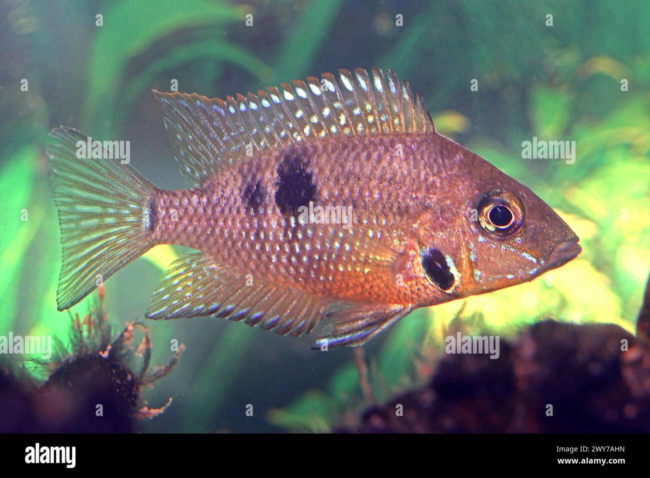 Aquarienfische als Haustiere Ein junger Feuermaul- oder auch Rotbrustbuntbarsch mit dem Namen Thorichthys meeki *** Aquarium fish as pets A young firemouth or red-breasted cichlid with the name Thorichthys meeki Stock Photo