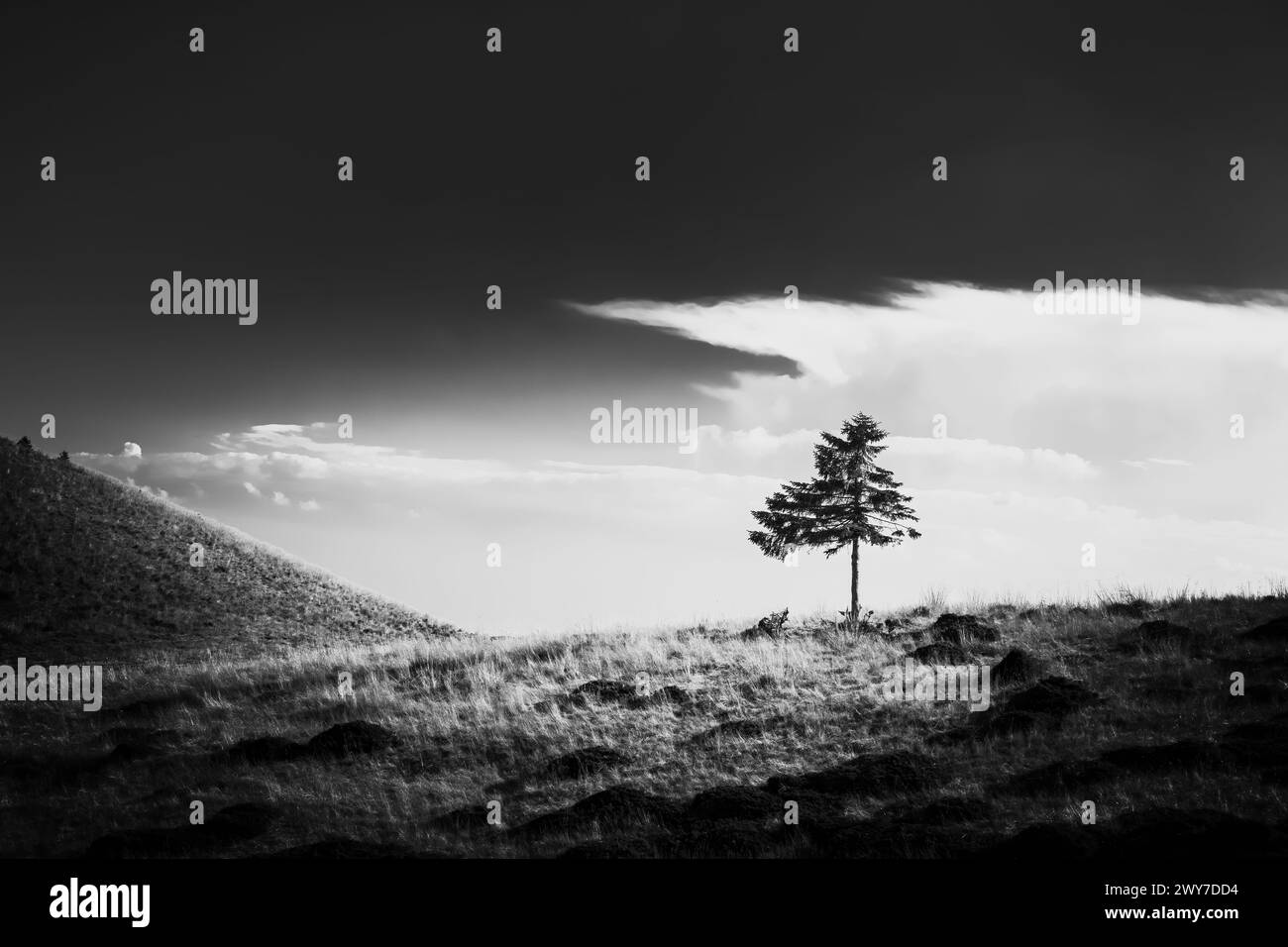 Idyllic tree Black and White Stock Photos & Images - Alamy