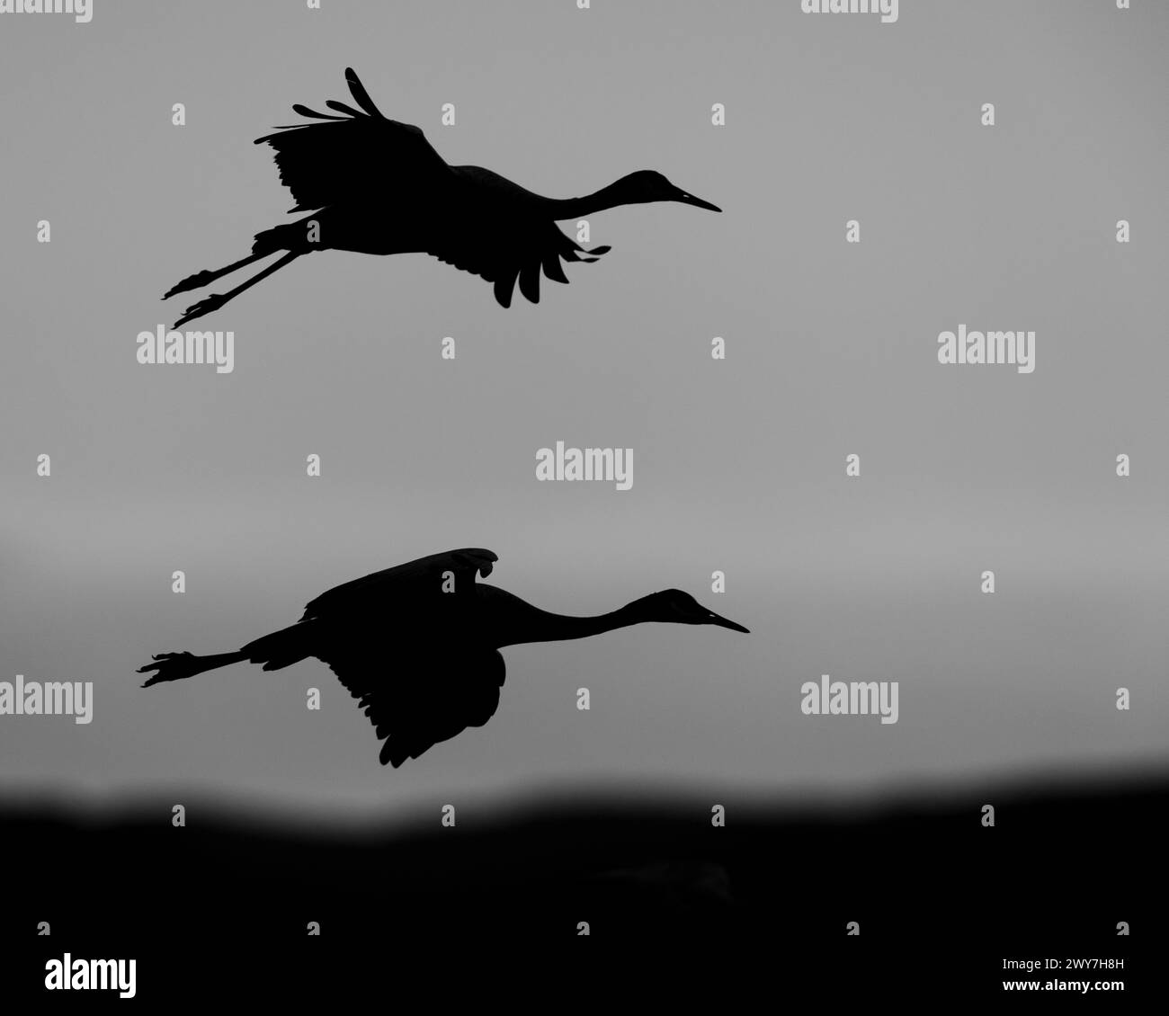 A pair of Sandhill Cranes are silhouetted against the evening sky in Bosque del Apache National Wildlife Refuge, New Mexico. Stock Photo