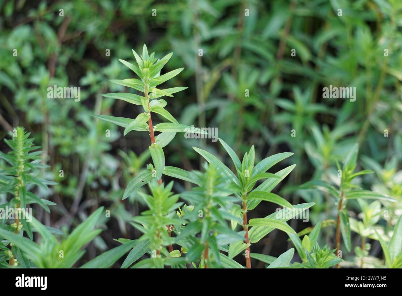 Rotala ramosior (also known lowland rotala) grass. This plant is sometimes grown in aquariums. Stock Photo