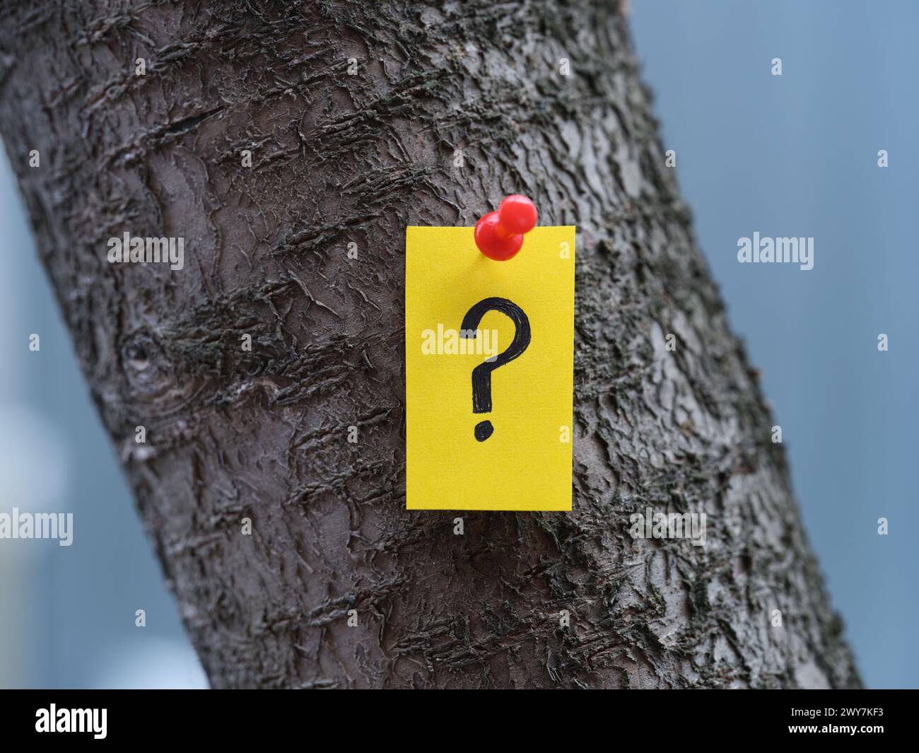 A yellow paper note with a question mark on it pinned to a tree. Close up. Stock Photo