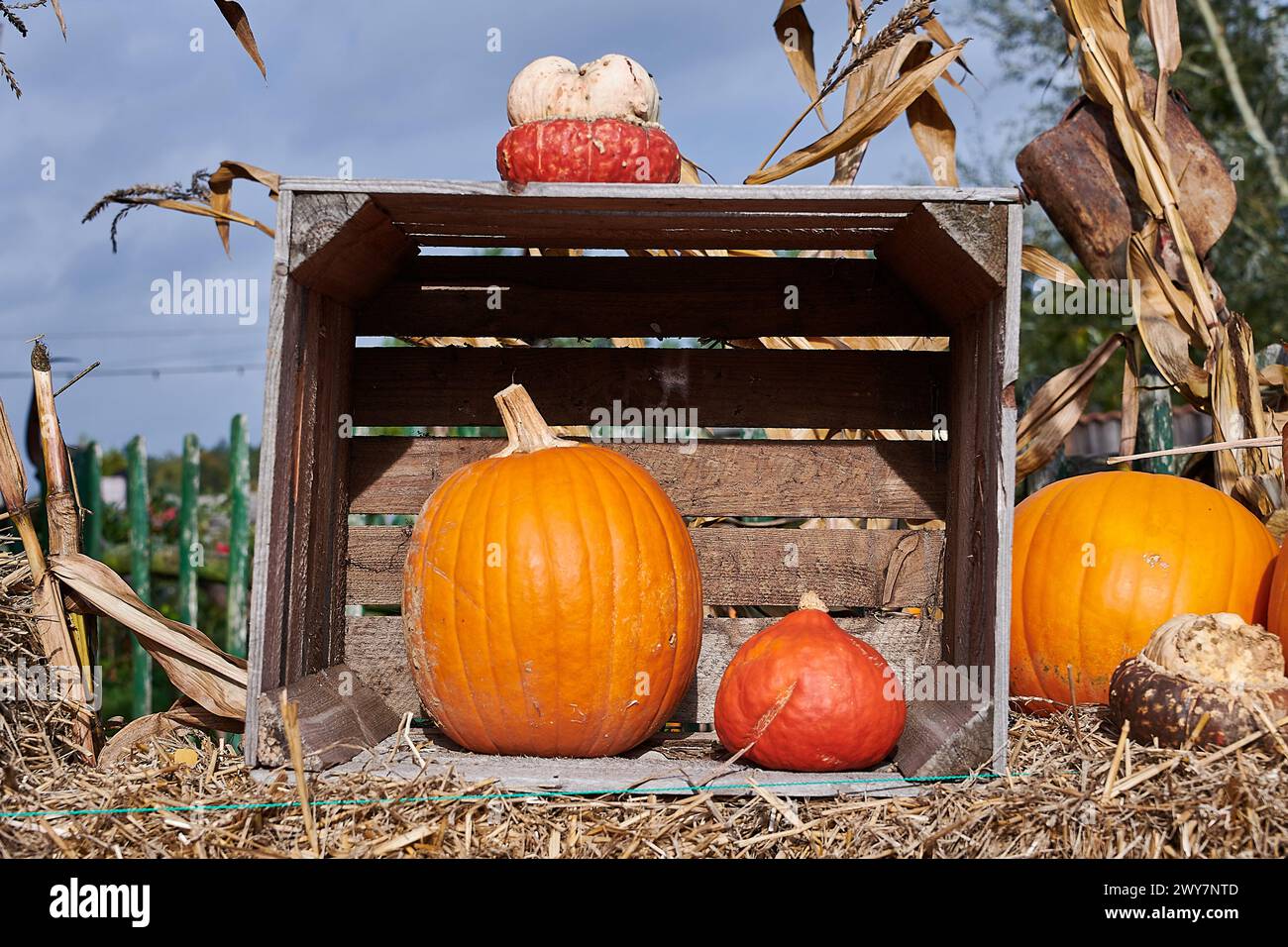 pumpkin rural decoration idea Stock Photo