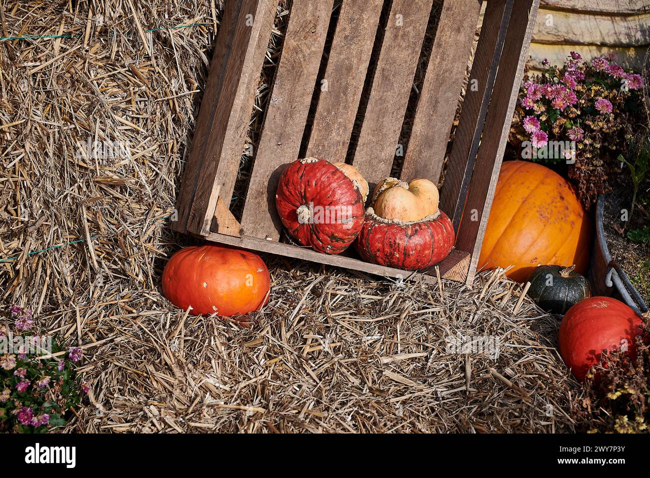 pumpkin rural decoration idea Stock Photo