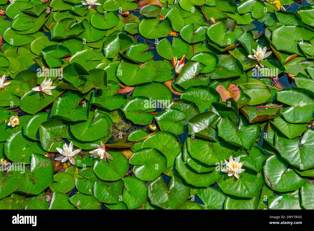 Water lilies floating at lake Bled in Slovenia Stock Photo