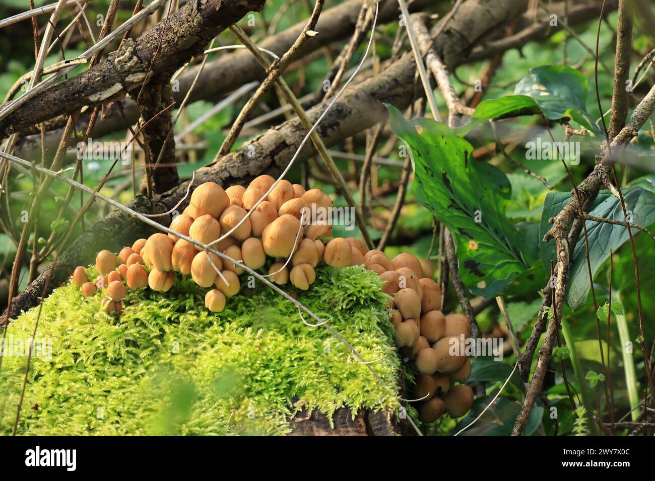 Fungus growing beside a tangle of branches. Early spring view of woodland in Gosport, Hampshire, Southern England. Stock Photo