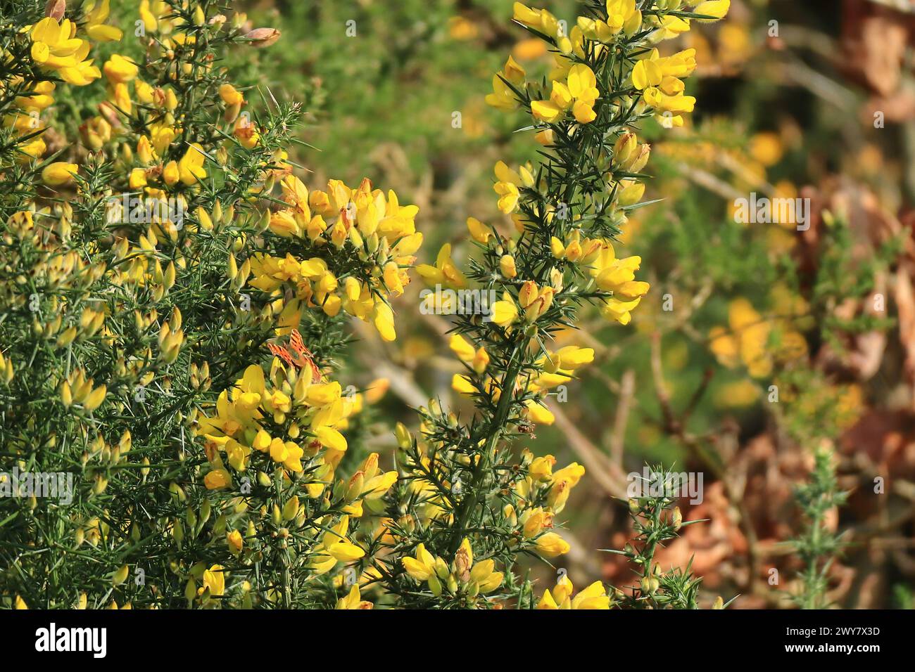 british wild flowers in relation to ‥ S2n6YRFWPqhd6JNafUmowi.jpg