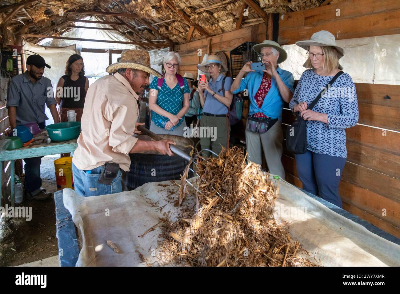 San Pablo Huitzo, Oaxaca, Mexico - Porfirio Morales places a growing medium for oyster mushrooms on a work table. Visitors, who are learning about mus Stock Photo
