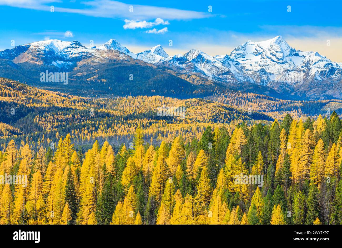fall colors of larch in the seeley-swan valley and foothills below the mission mountains near condon, montana Stock Photo