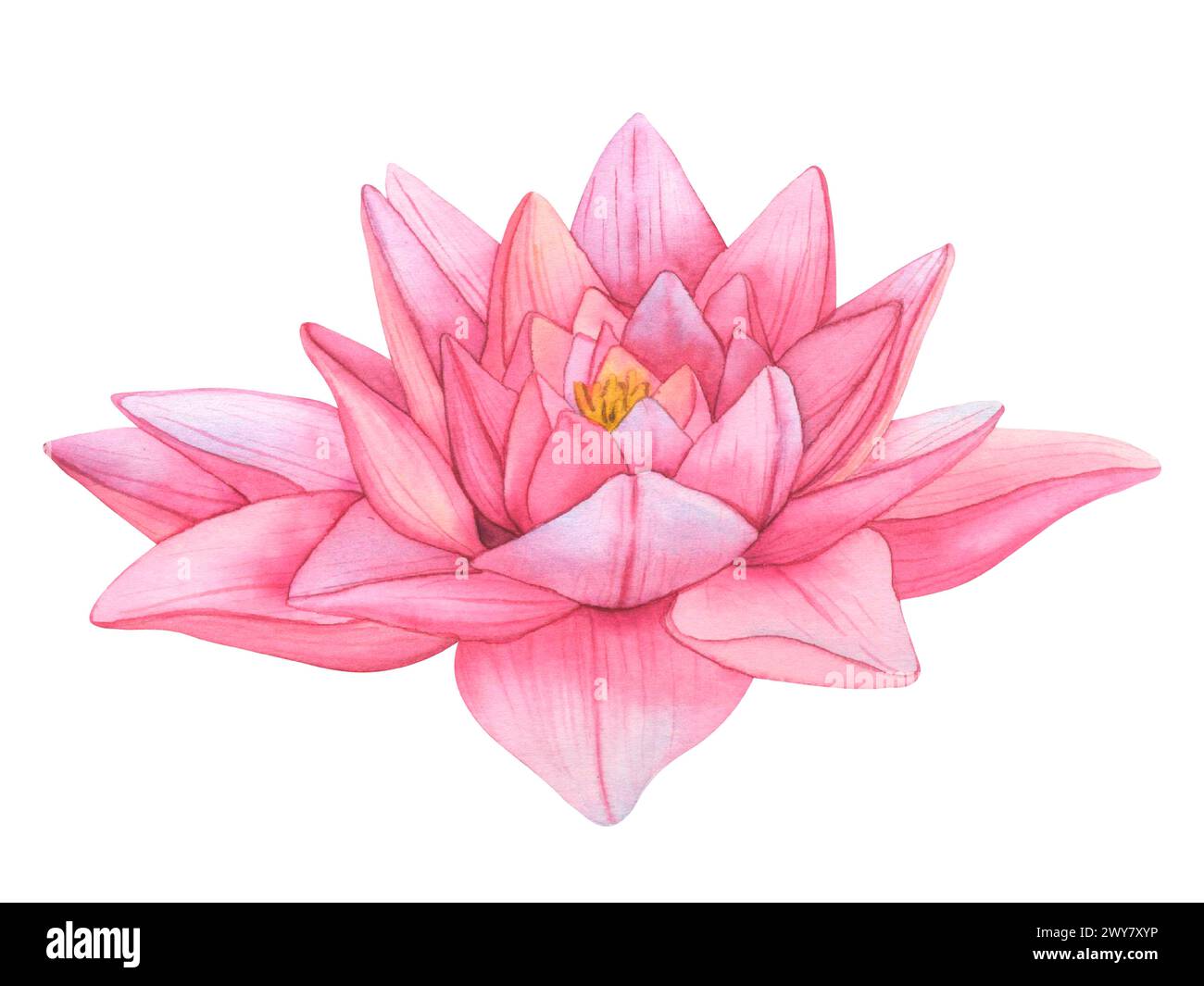 Buds Pink Lotus. Watercolor botanical Illustration tropical Water Lily and green Leaves on isolated background. Hand Drawn Flowers for invitations Stock Photo