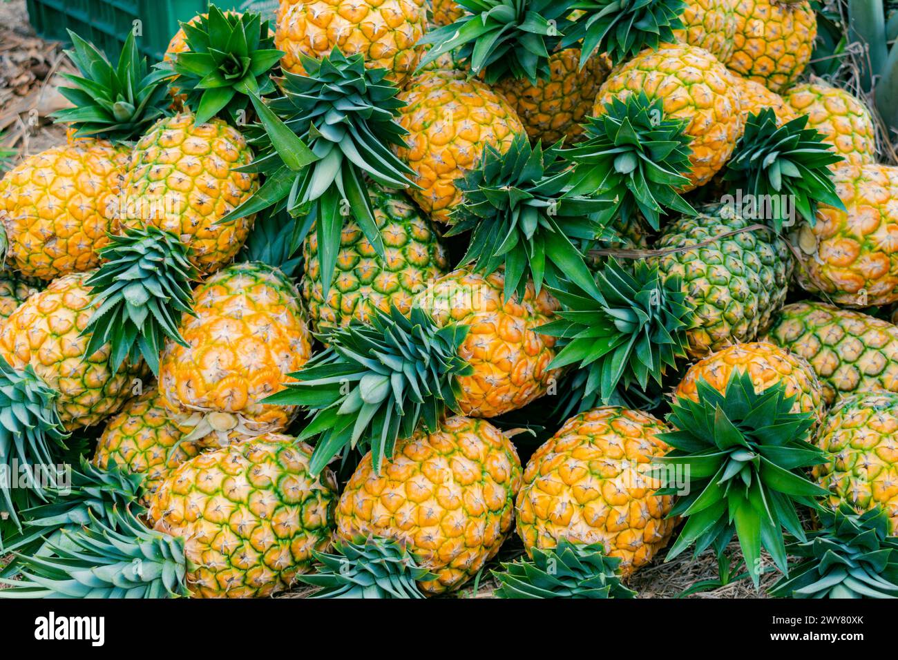 Miel oro hi-res stock photography and images - Alamy