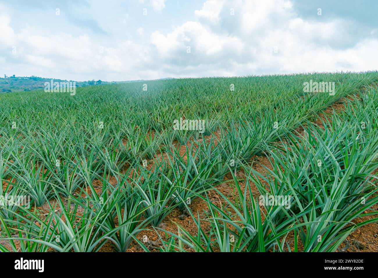 Pineapple plantation in Colombia, Gold Honey variety (Ananas comosus) Stock Photo