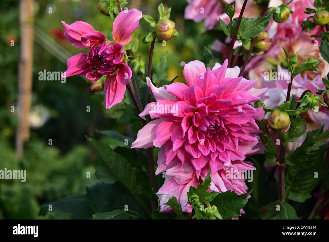 Dinnerplate dahlia hi-res stock photography and images - Alamy