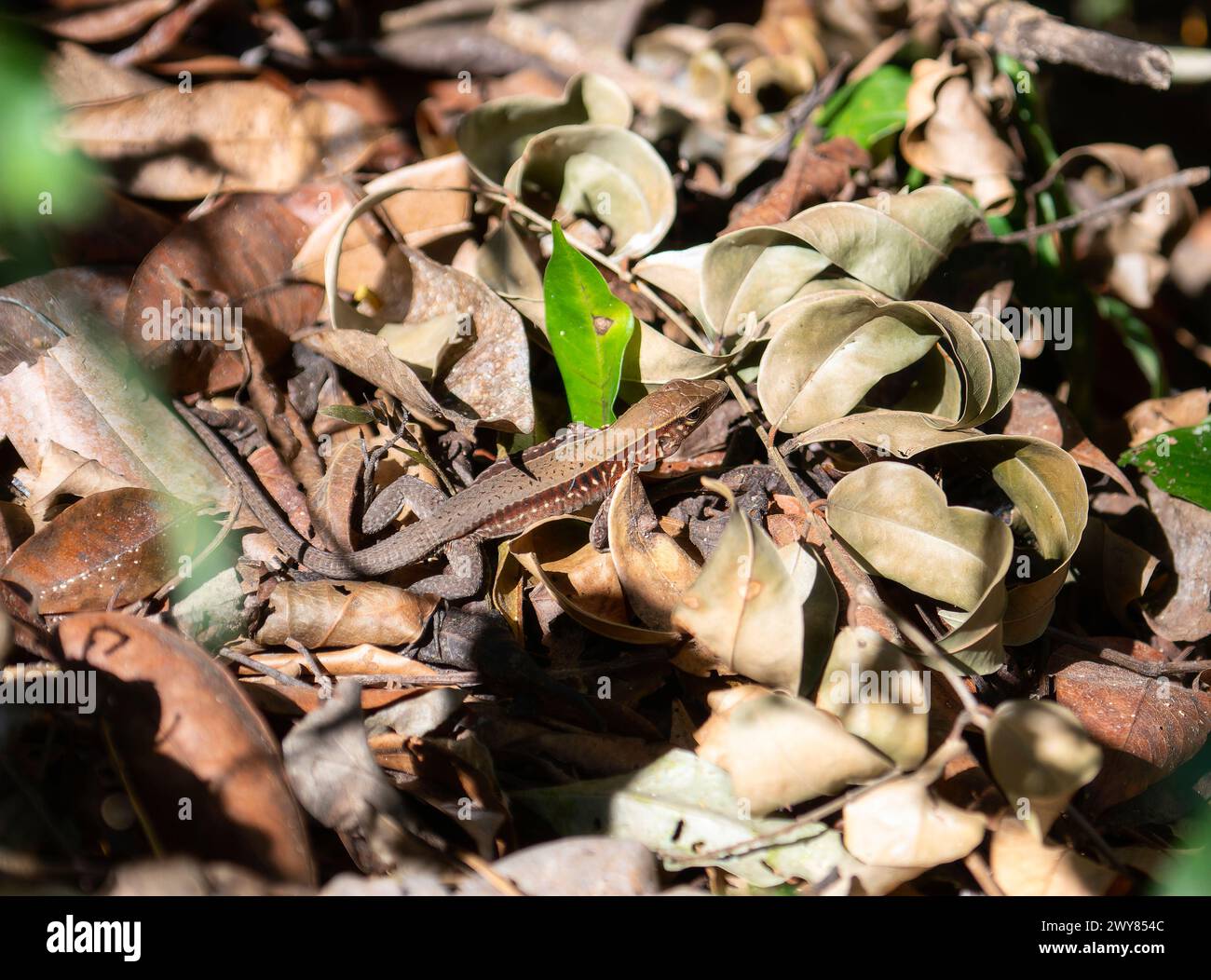A lizard, Rainbow Ameiva, Holcosus undulatus, with its distinctive