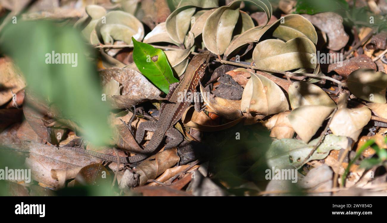 A lizard, Rainbow Ameiva, Holcosus undulatus, with its distinctive