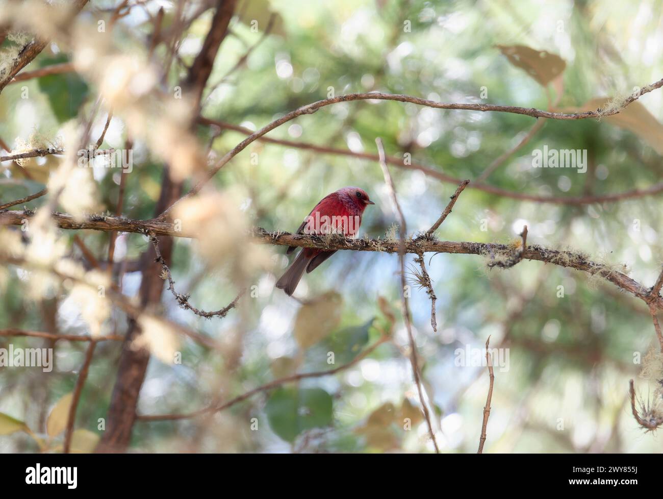 A gorgeous pink-headed warbler, Cardellina versicolor, perched in a tree in Chiapas, Mexico. Stock Photo