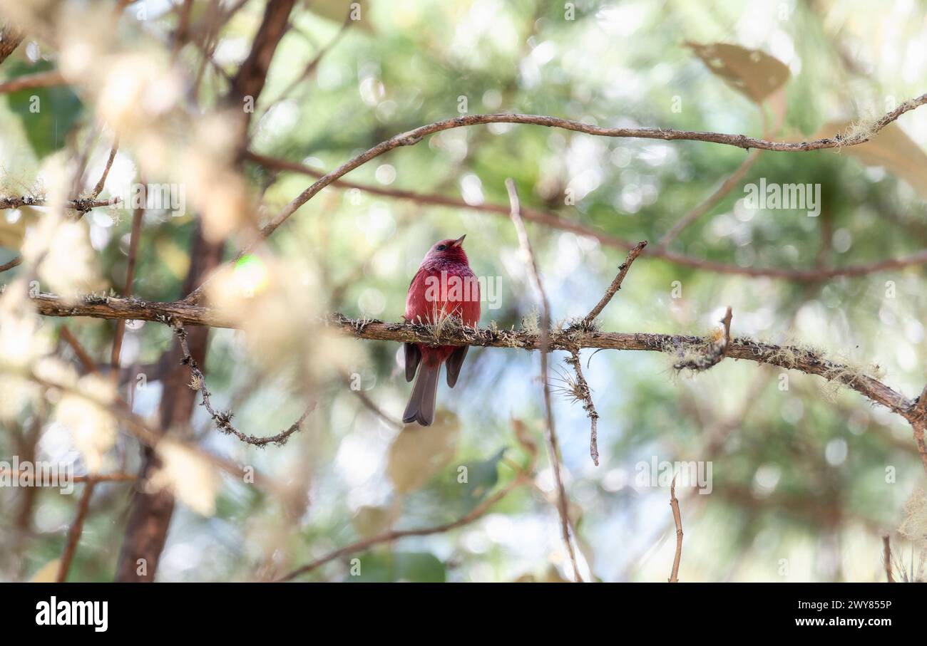 A gorgeous pink-headed warbler, Cardellina versicolor, perched in a tree in Chiapas, Mexico. Stock Photo