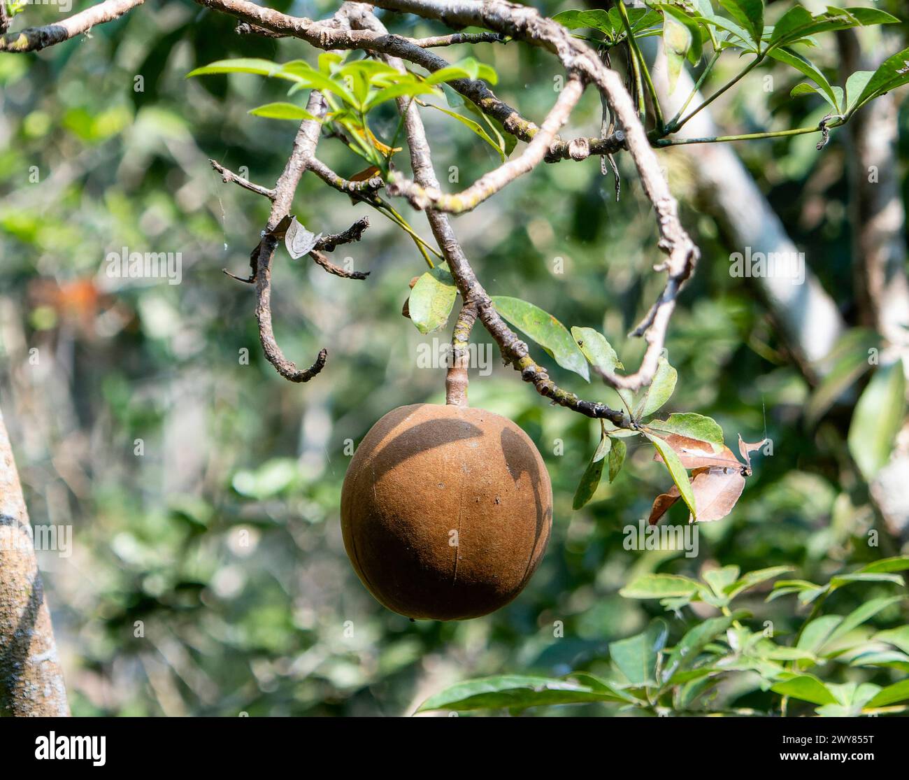 A ripe fruit is seen hanging from a Provision Tree, Pachira aquatica, in a dense forest in Mexico. The fruit is surrounded by lush green foliage and d Stock Photo