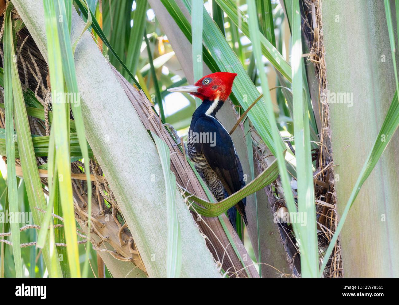 A rare pale-billed woodpecker, Campephilus guatemalensis, perched in a ...