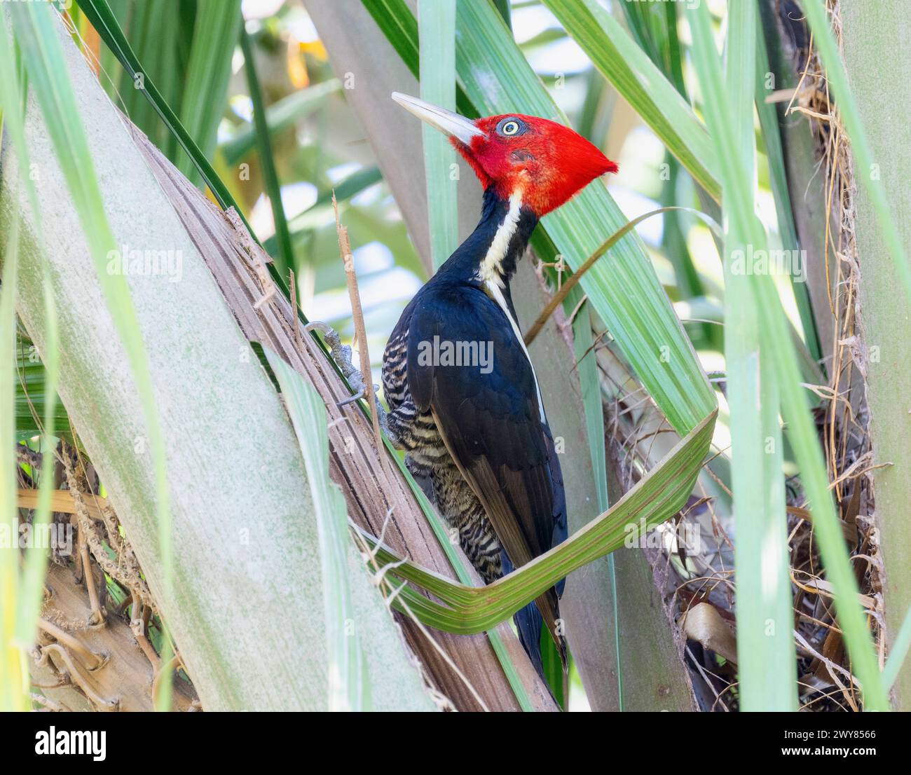 A rare pale-billed woodpecker, Campephilus guatemalensis, perched in a ...