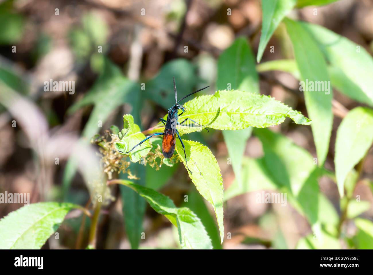 A New World Tarantula-hawk, in the Pepsis, a wasp, on top of a vibrant green leaf in Mexico. Stock Photo