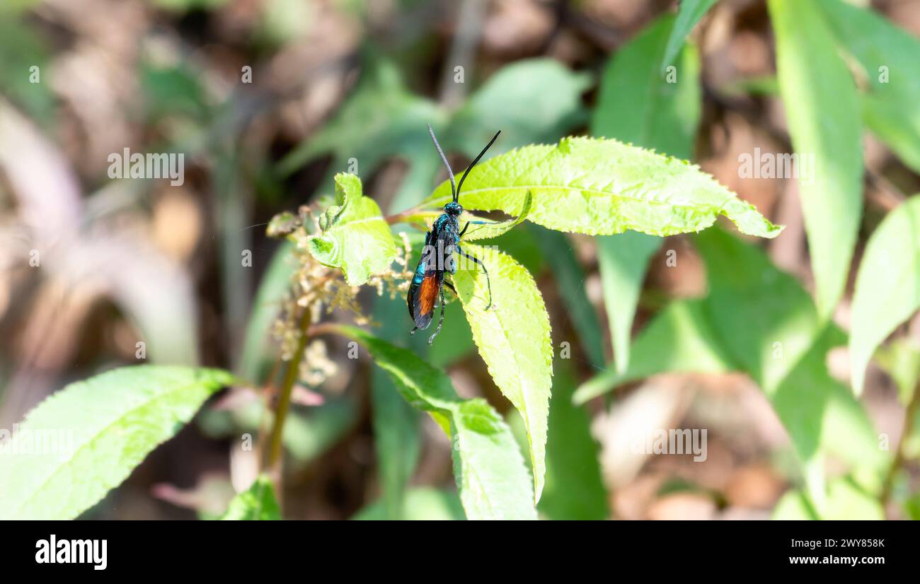 A New World Tarantula-hawk, in the Pepsis, a wasp, on top of a vibrant green leaf in Mexico. The bug appears to be stationary and is the main focus of Stock Photo