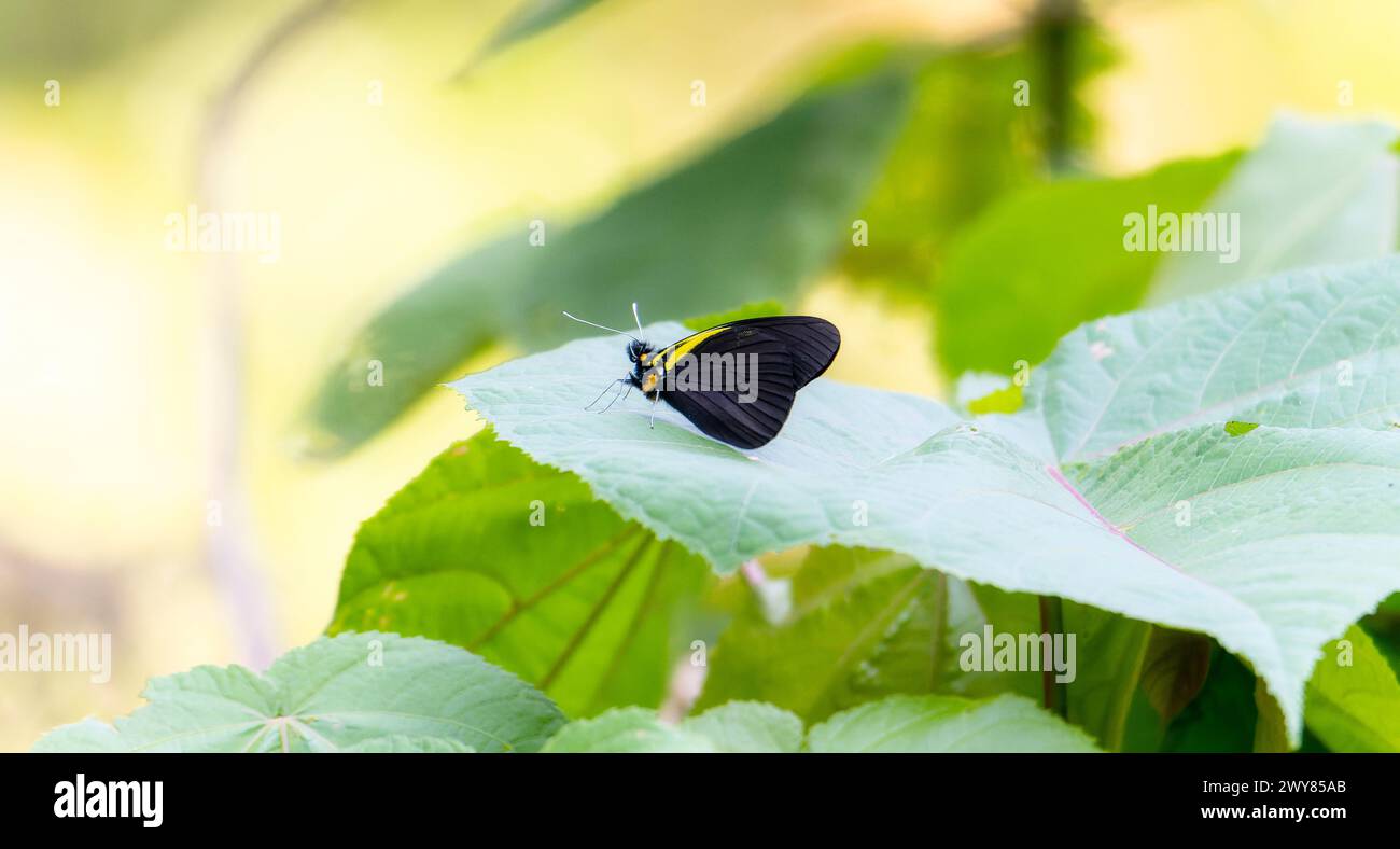 A darkened White, Pereute charops, ssp. nigricans, butterfly, black and yellow in color, perched delicately on a vibrant green leaf in Mexico. Stock Photo