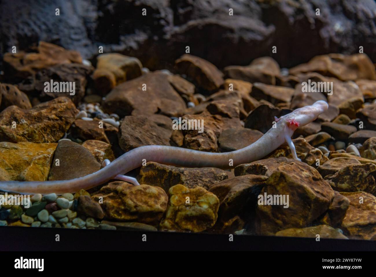 Olm Proteus Anguinus in Slovenian Postojna cave Stock Photo