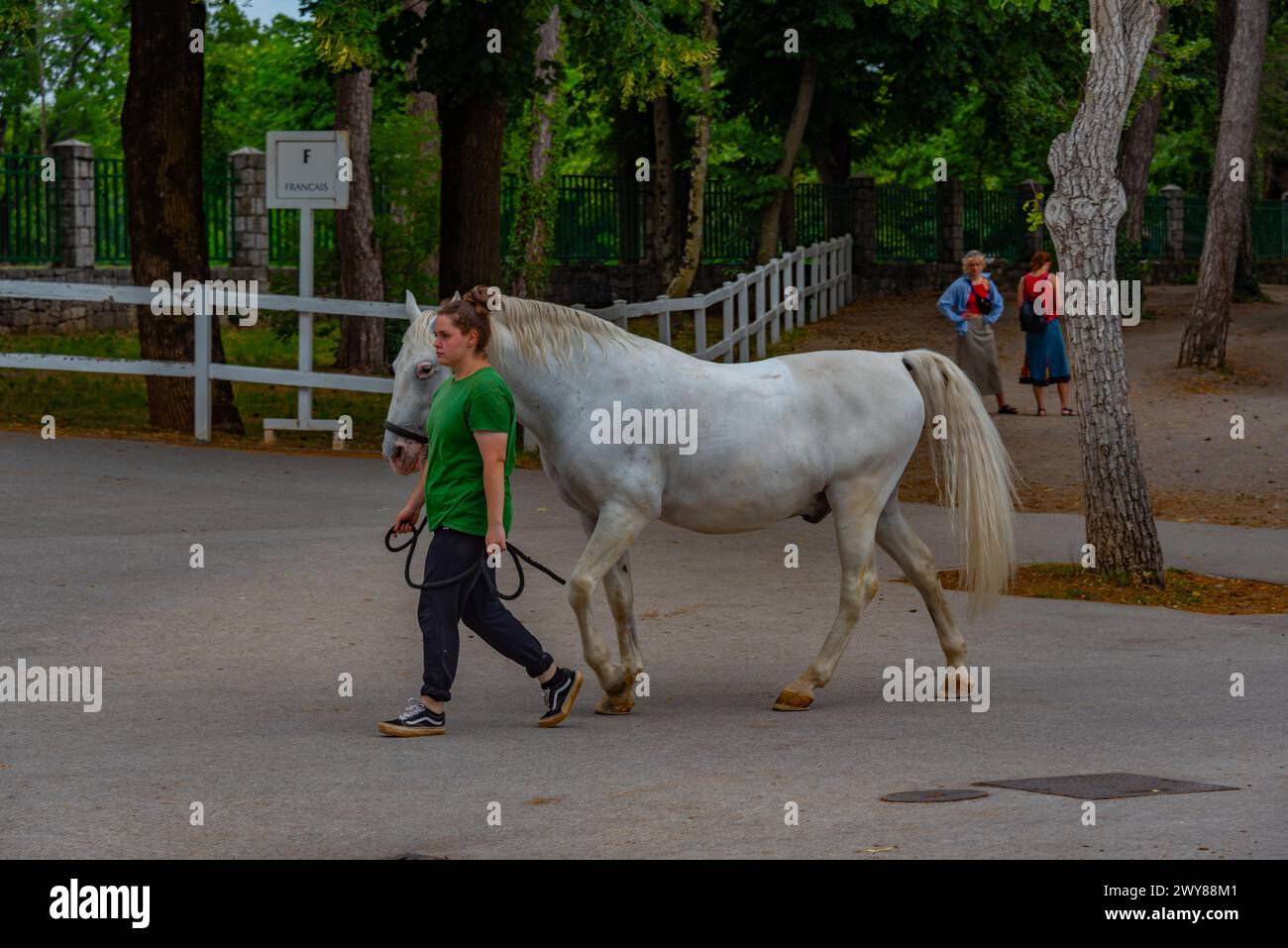 Ipl Inzza Lipica, Slovenia, 27 June 2023: Famous Lipizzan horses in Slovenian ...
