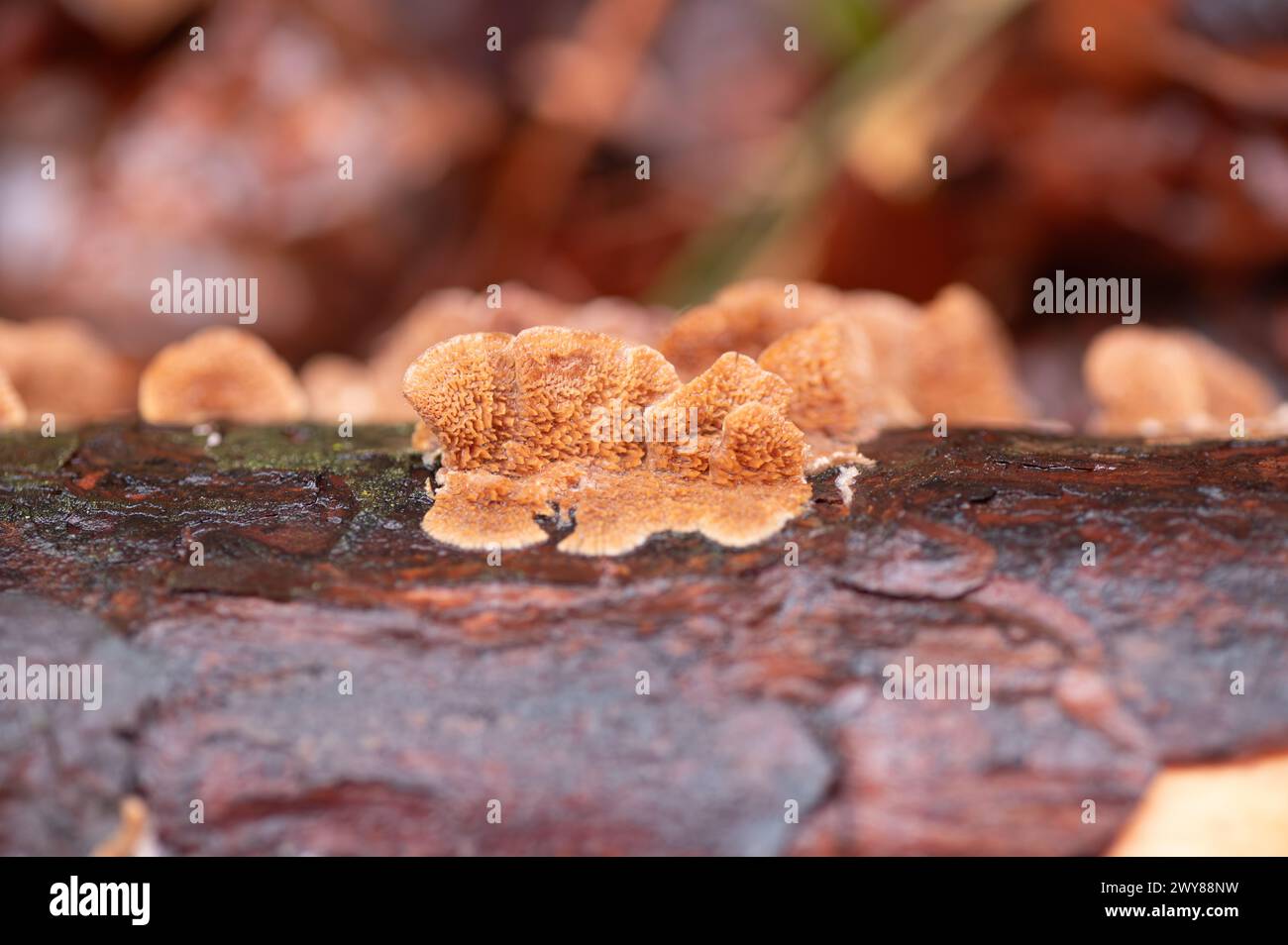 Ochre spreading tooth fungus, Steccherinum ochraceum, growing on the fallen branch of a pine tree. Stock Photo
