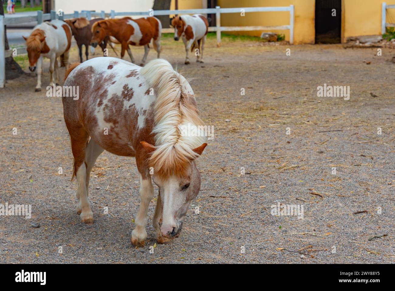 Foal of Lipizzan horses in Slovenian village Lipica Stock Photo - Alamy