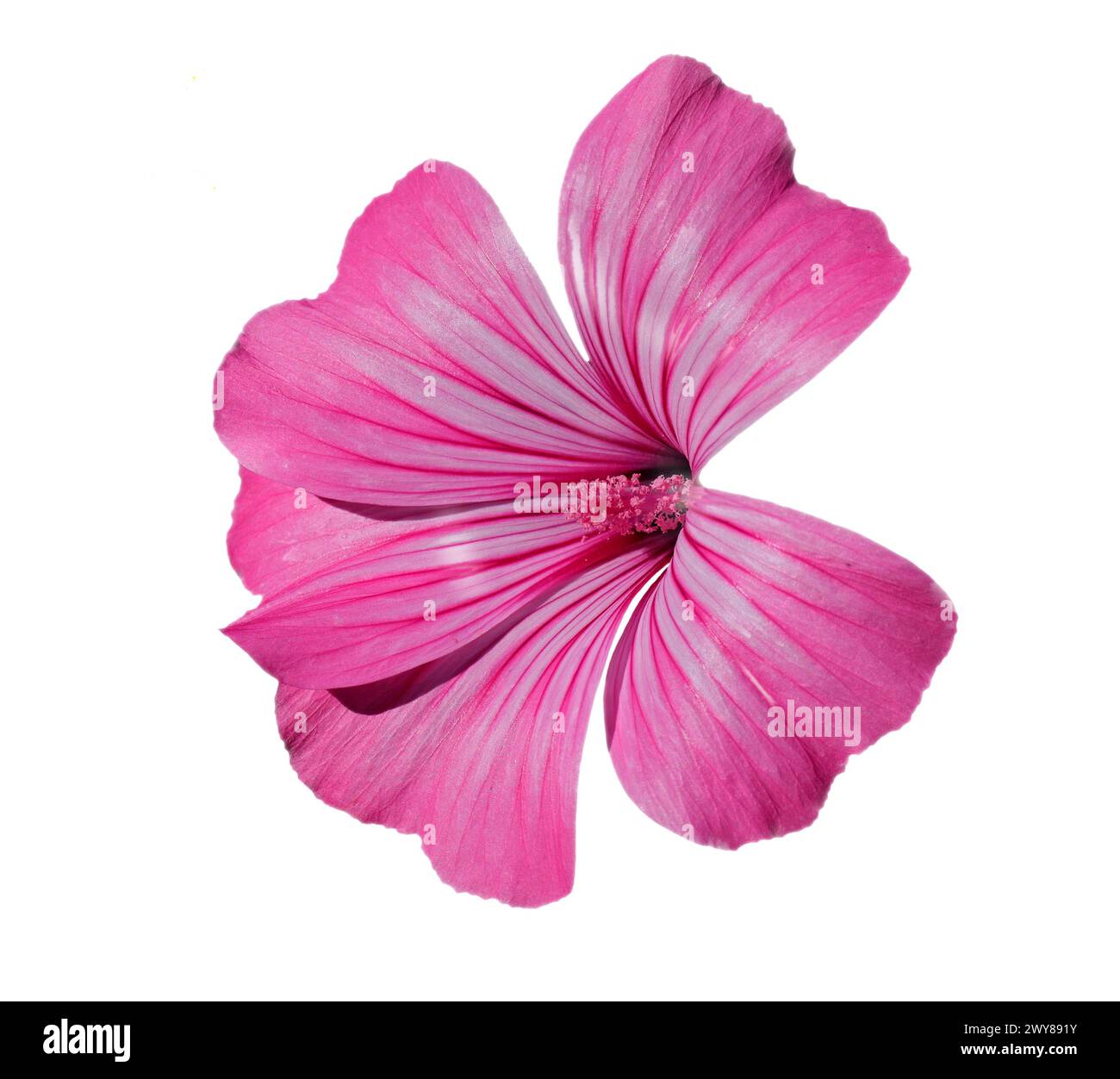 Spring, Portugal. Annual Mallow also known as Rose Mallow or Royal Mallow. Lavatera rosa in full bloom isolated on a white background Malvaceae Family Stock Photo