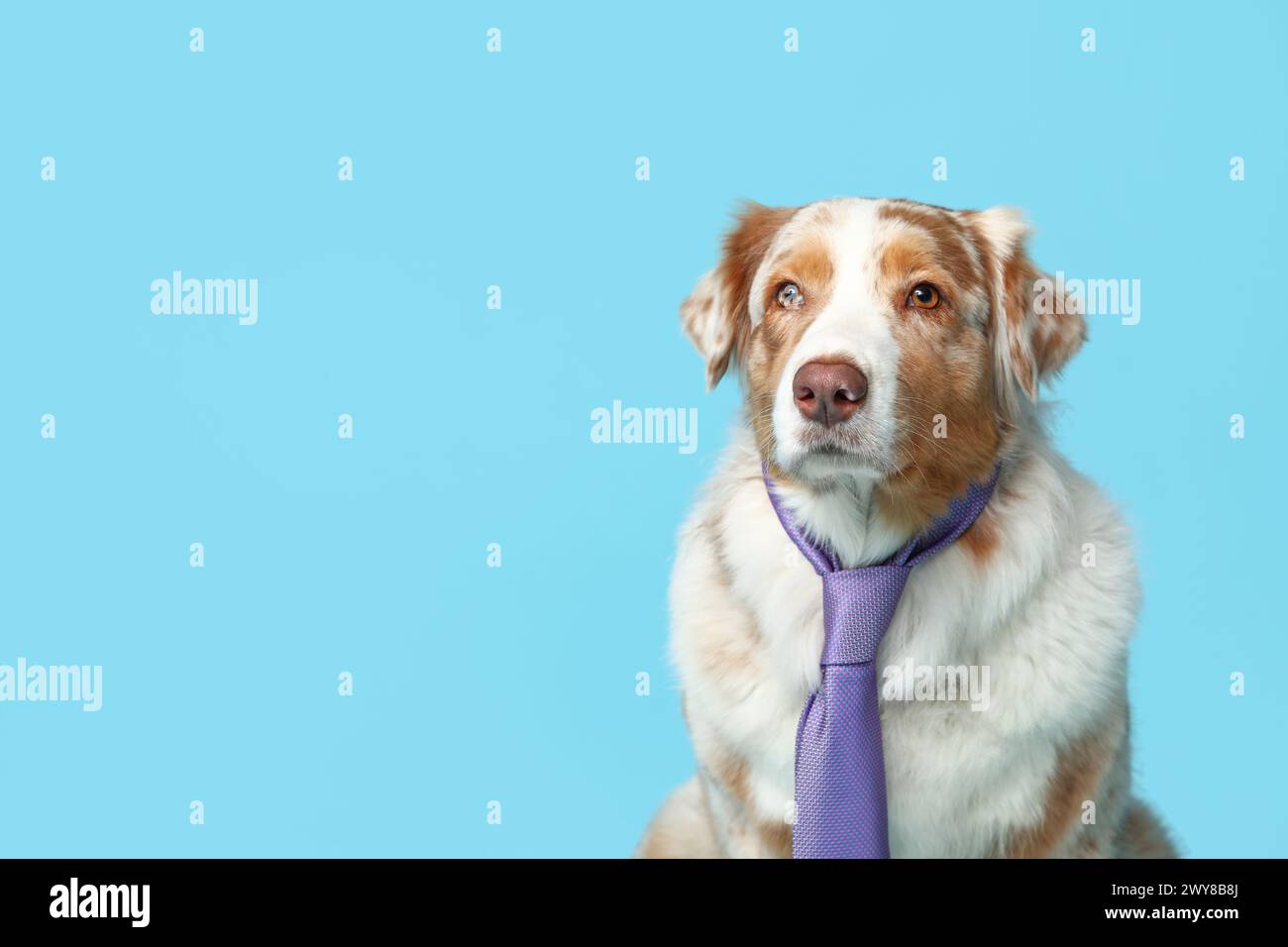 Funny australian shepherd hi res stock photography and images Alamy