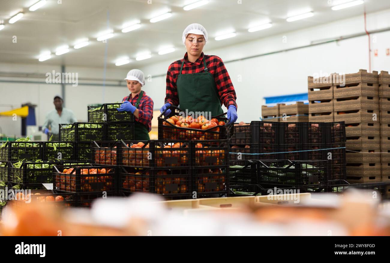 Young woman stacking crates full of tomatoes in warehouse Stock Photo ...
