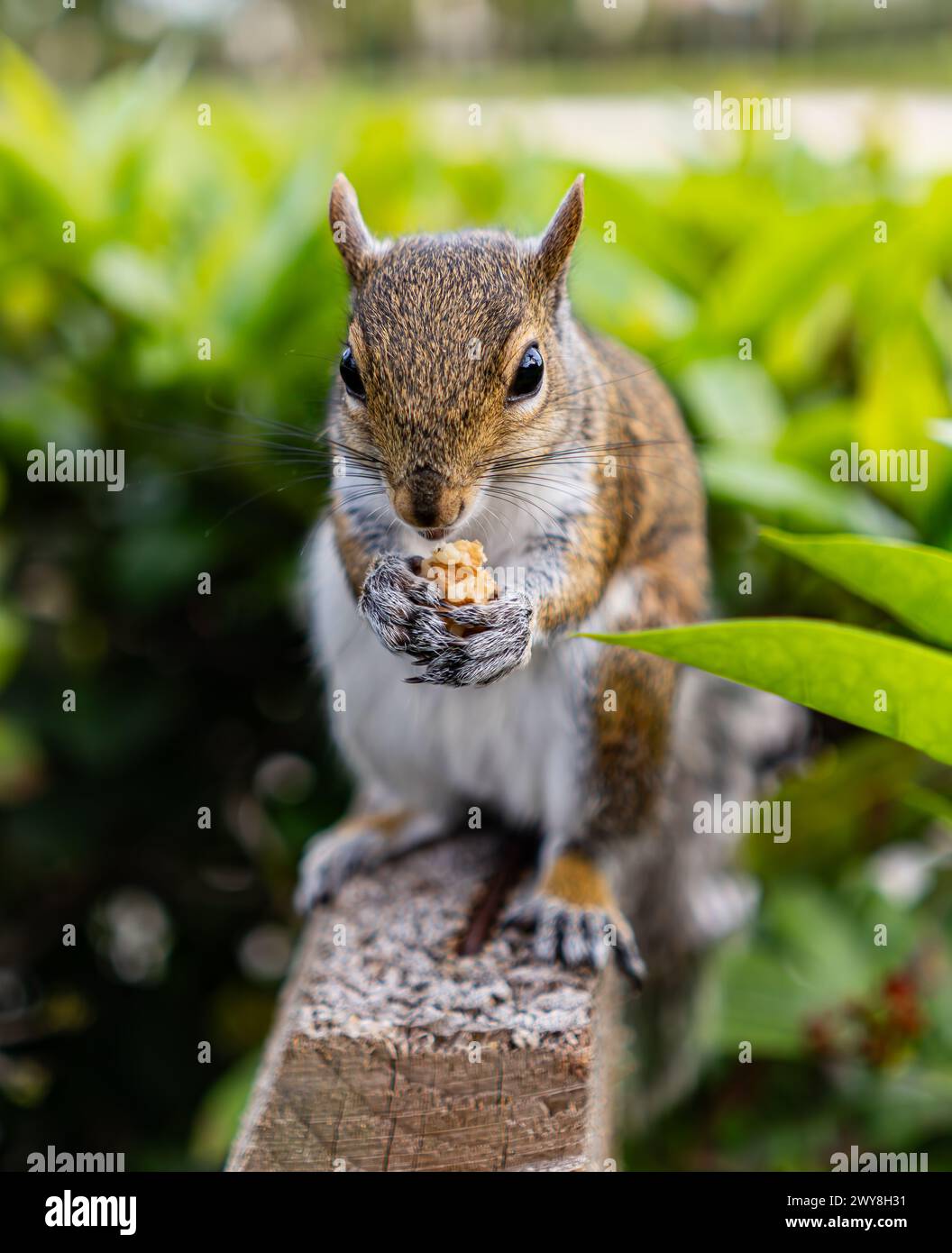 Squirrel in Aventura, Miami, Florida eating the walnut. Best of Miami parks and recreation areas Stock Photo