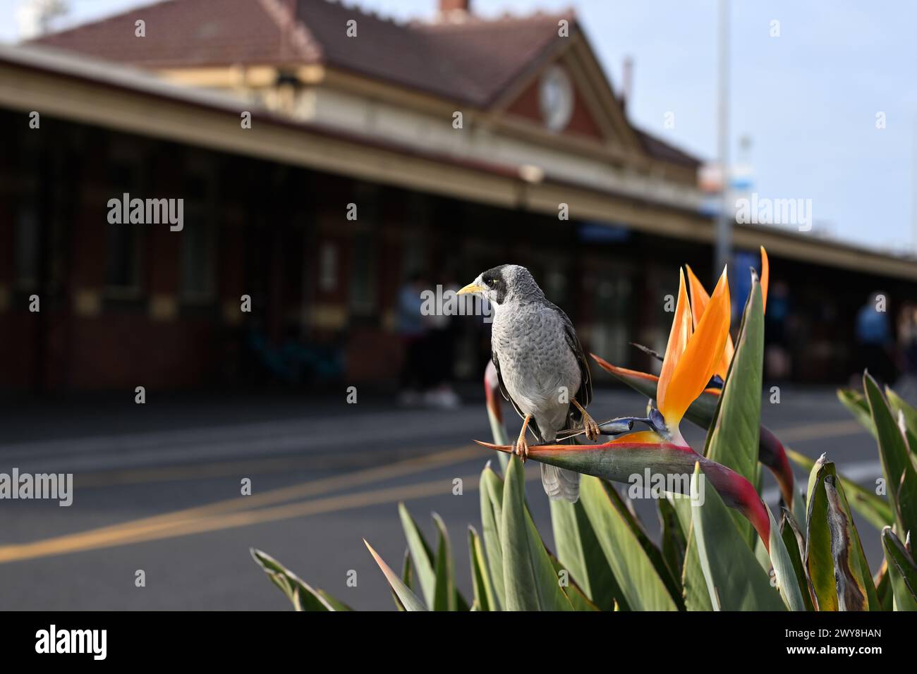 Noisy miner bird perched on a bird of paradise flower, outside the entrance to a railway station Stock Photo
