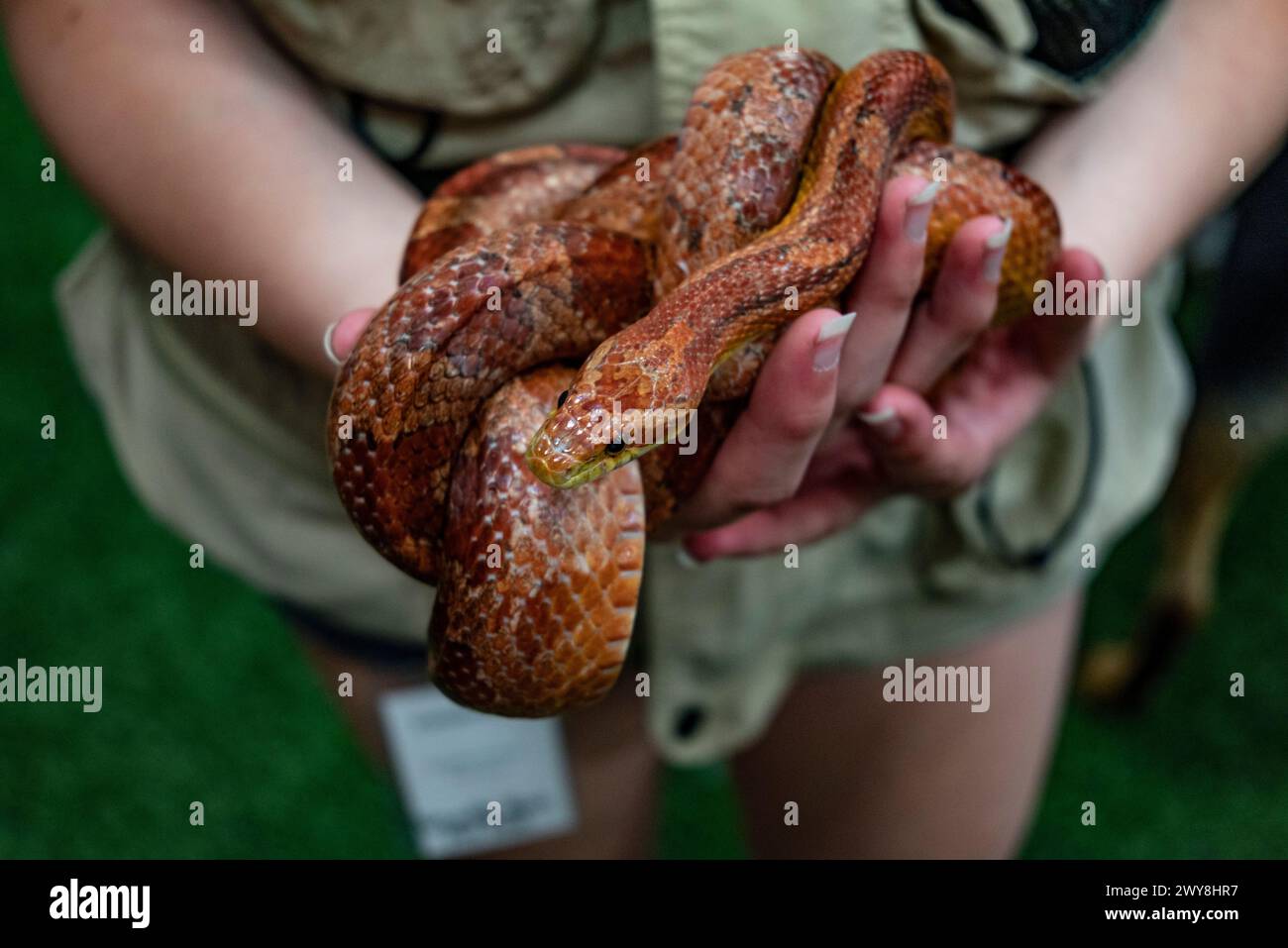 The corn snake is a species of North American rat snake in the family Colubridae. The species subdues its small prey by constriction. It is found thro Stock Photo