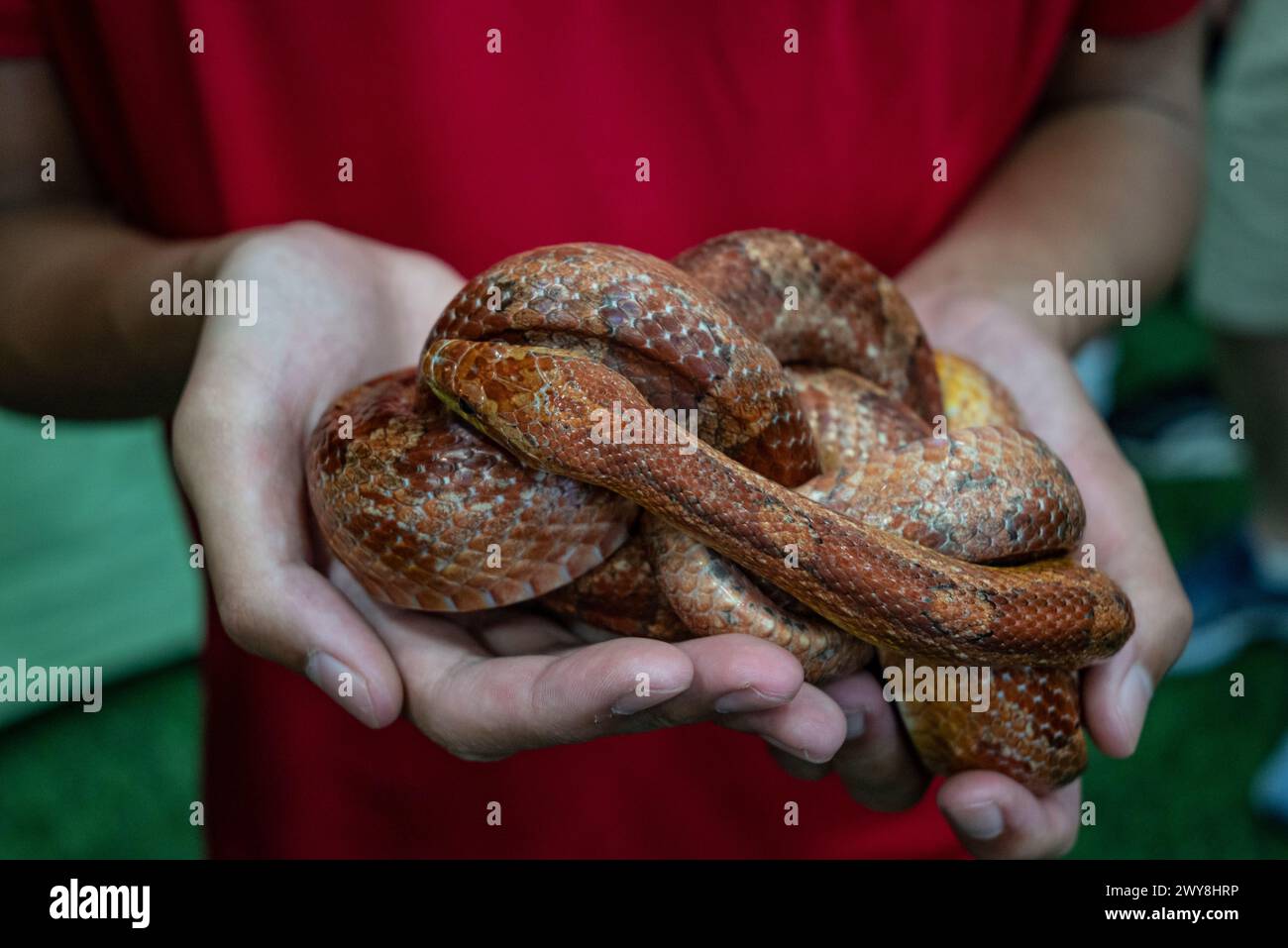 The corn snake is a species of North American rat snake in the family Colubridae. The species subdues its small prey by constriction. It is found thro Stock Photo