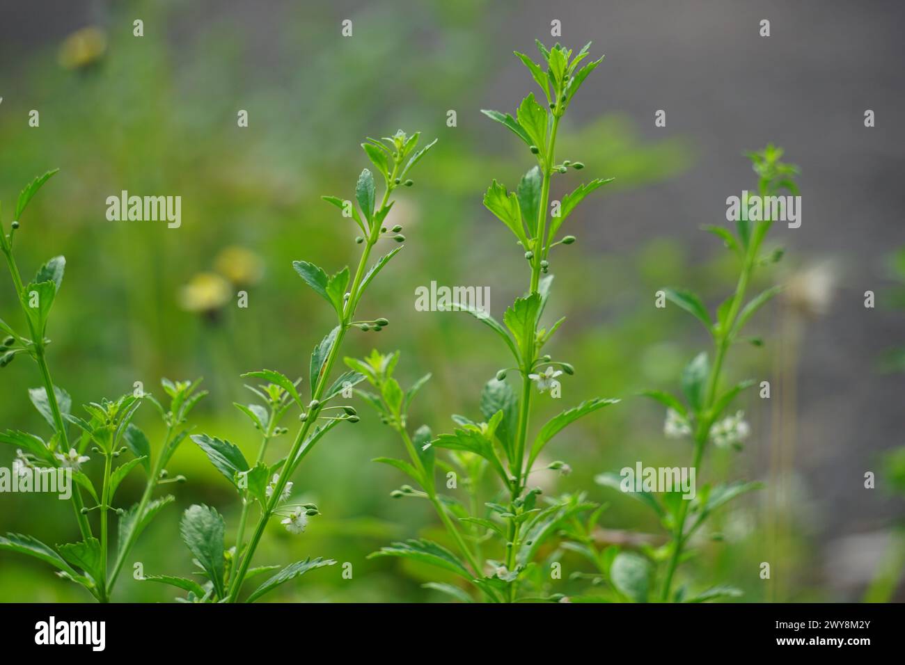 Scoparia dulcis (licorice weed, goatweed, scoparia-weed, sweet-broom, tapeiçava, tapixaba, vassourin, kallurukki, Sapu manis) grass Stock Photo