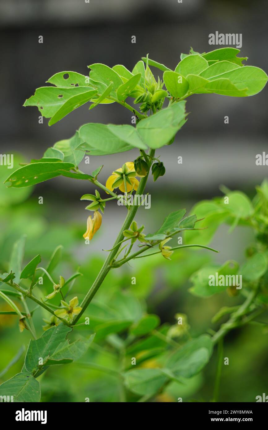 Senna tora (Cassia tora, tora, sickle senna, sickle pod, tora, coffee pod, foetid cassia, senna, sicklepod) in nature Stock Photo