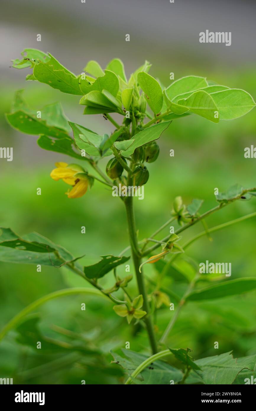 Senna tora (Cassia tora, tora, sickle senna, sickle pod, tora, coffee pod, foetid cassia, senna, sicklepod) in nature Stock Photo