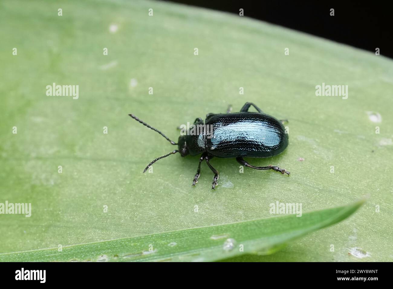 Natural closeup on a blue willow beetle, Phratora vulgatissima sitting on a green leaf Stock Photo
