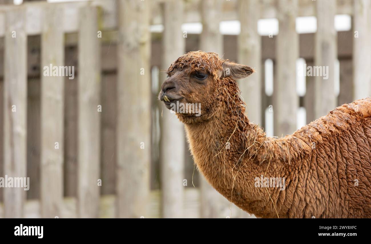 fawn coloured  alpaca llama wet in the driving rain Stock Photo