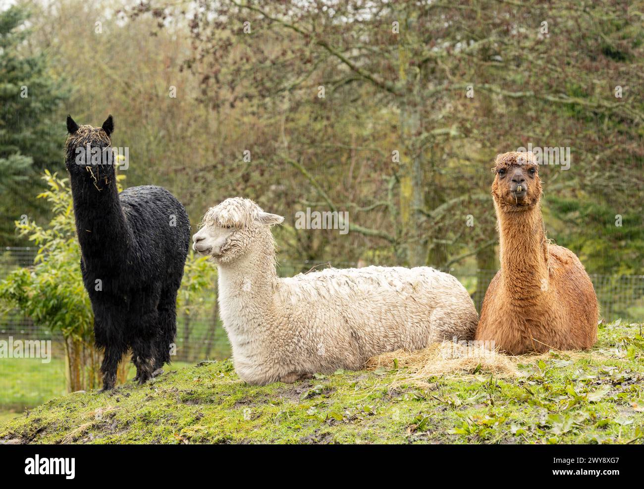 small group of different coloured alpaca's Stock Photo