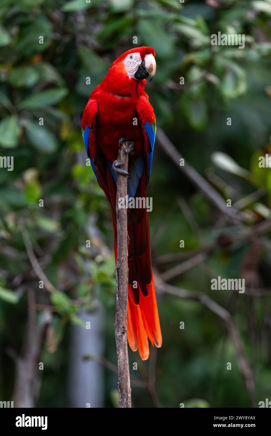 Curated visual reference: Picture Idea: Scarlet Macaw At His Roost Cerro Lodge Tarcoles Costa Rica